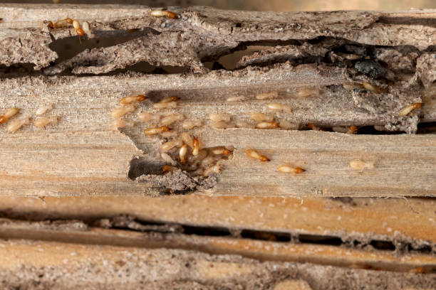 Reliable Manitou Springs, CO Pest Control Solutions